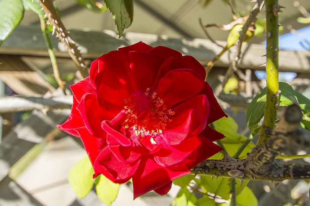 Stoneleigh Cottage Bed And Breakfast Angaston Esterno foto
